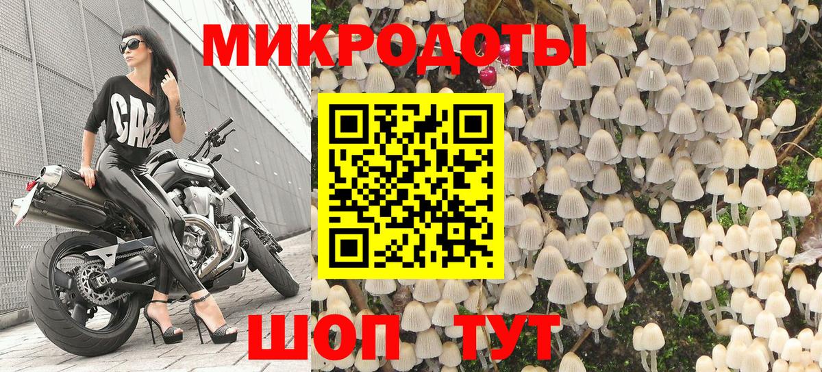 Псилоцибиновые грибы Psilocybe Буйнакск
